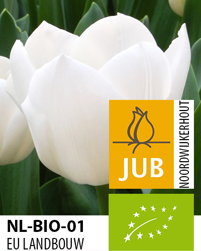 Tulipán BIO triumph Royal Virgin 11/12, 100 ks